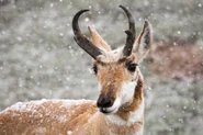Pronghorn-buck-snow.jpg (1.15 MB) A Snow covered Pronghorn in Yellowstone National Park