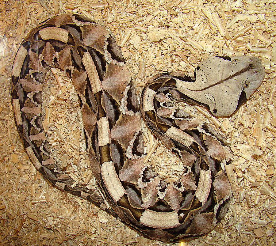 gaboon viper camouflage