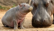 IRBSY7C.jpg (894 KB) Hippo Mother with Calf