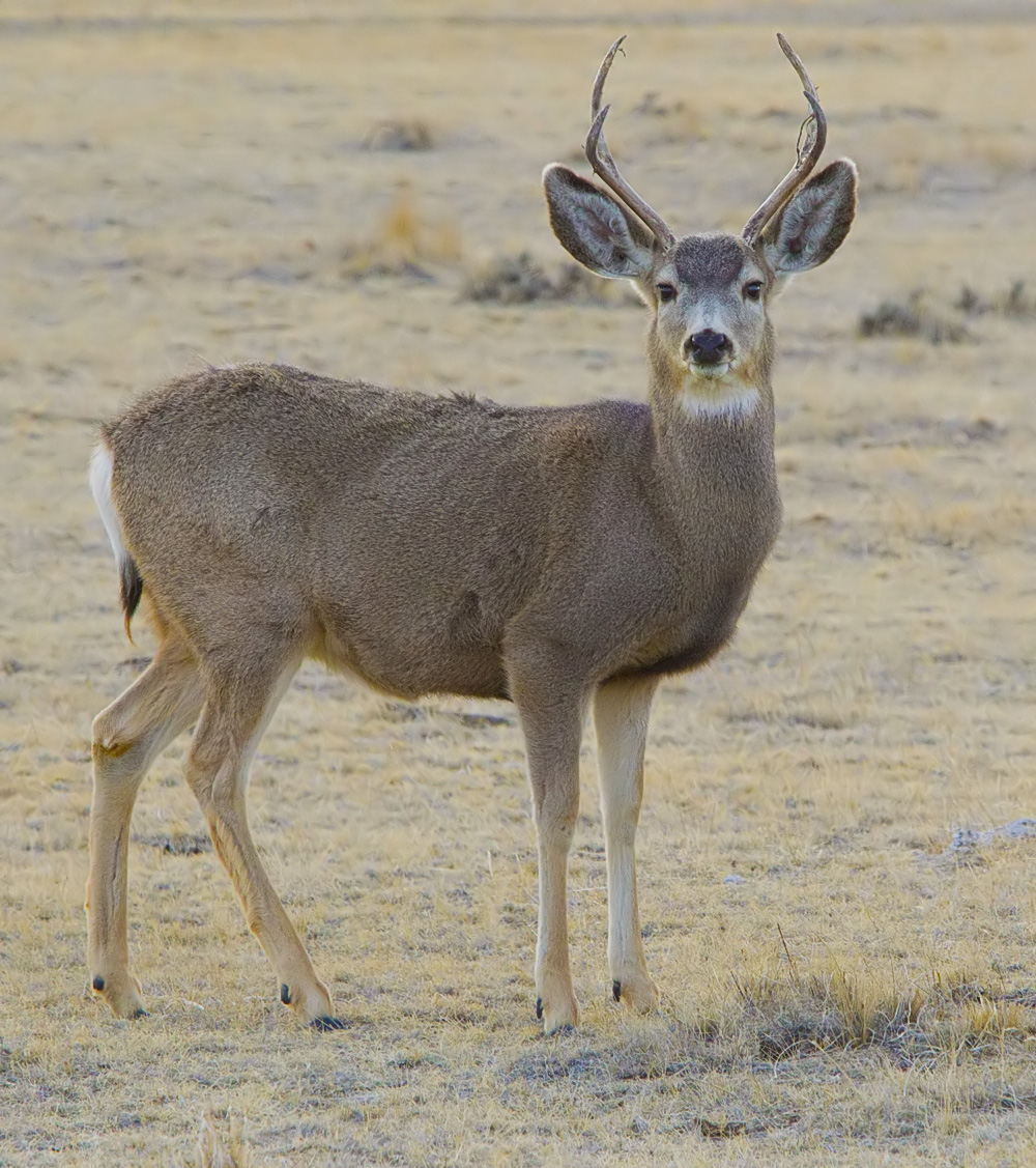 Mule deer's antlers unlike any other