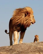 19baf94ea4dd6863407f875459f2ffe7.jpg (54 KB) Lion dad and cub