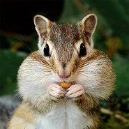 Hh-animals-chipmunk-3.png (413 KB) Chipmunk Mouth Full