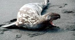Male-hooded-seal-on-beach
