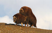 Musk Ox Mating Ritual