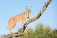 Shutterstock 248112988.jpg (36 KB) Caracal in Tree