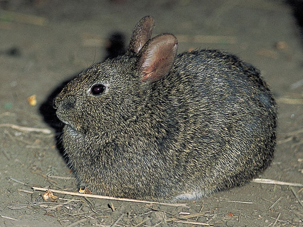 the smallest rabbit in the world