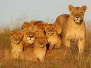 Lion-family.jpg (21 KB) Lion Family