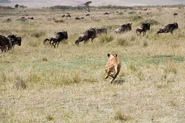 Lion.jpg (103 KB) Lioness Chasing Herd of Wildebeest