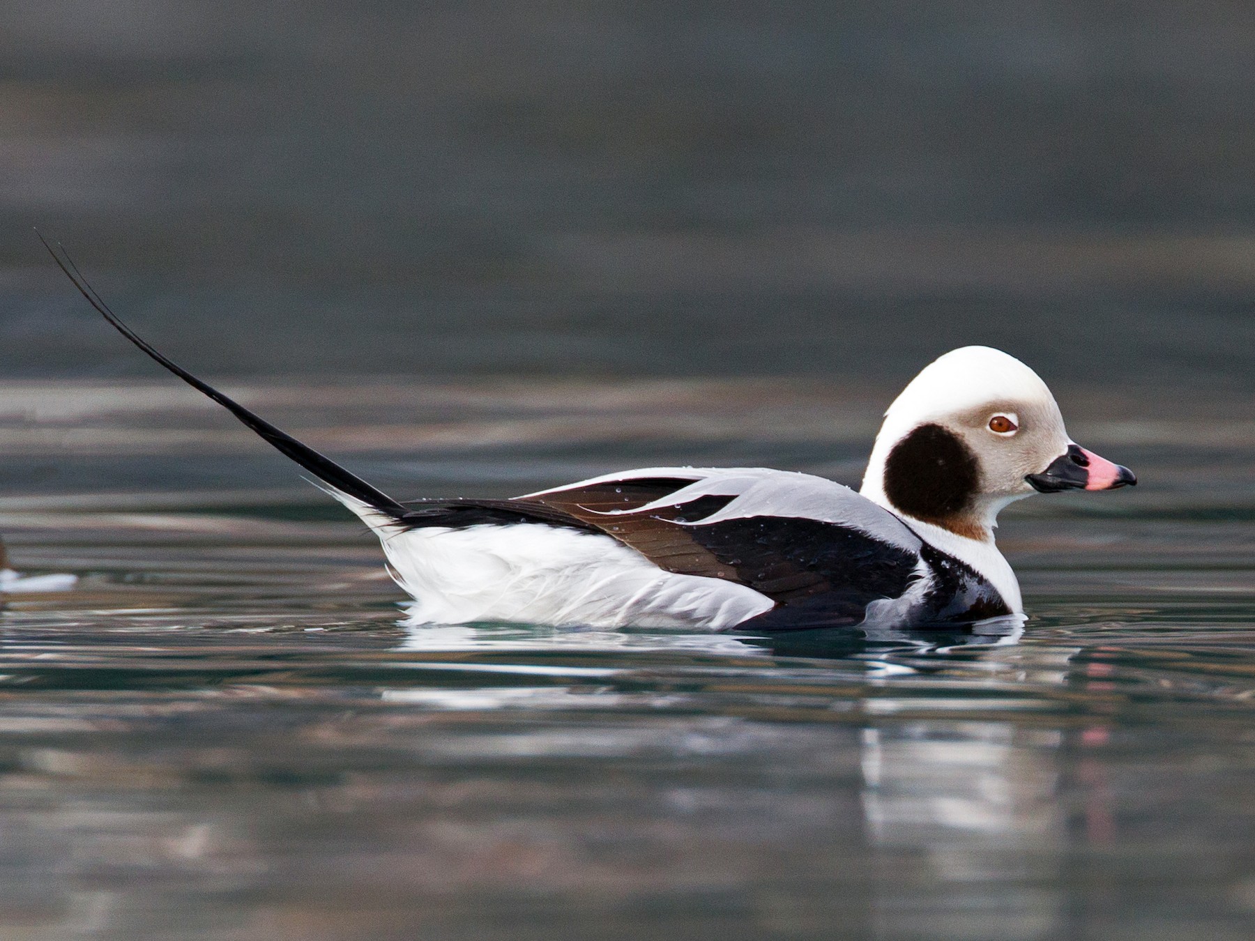 Long-Tailed Duck | Creatures of the World Wikia | Fandom