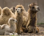 Bactrian Camel Family