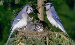 Bluy Jay (Cyanocitta cristata) - JungleDragon