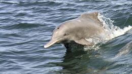 Na09-dolphines