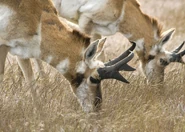 6139-pronghorn.jpg (207 KB) 2 Male Pronghorn Grazing