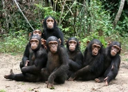 Chimpanzee Troop
