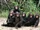 Common Chimpanzee