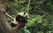 Giant Panda in Tree