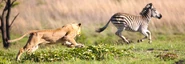 Our approach.jpg (652 KB) Lioness Chasing Zebra