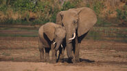 Mother Elephant nuzzling calf