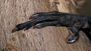 Aye-aye Hand