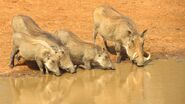 Warthog Family Drinking