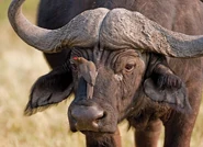 An Oxpecker cleaning A Buffalo's face to eat bugs