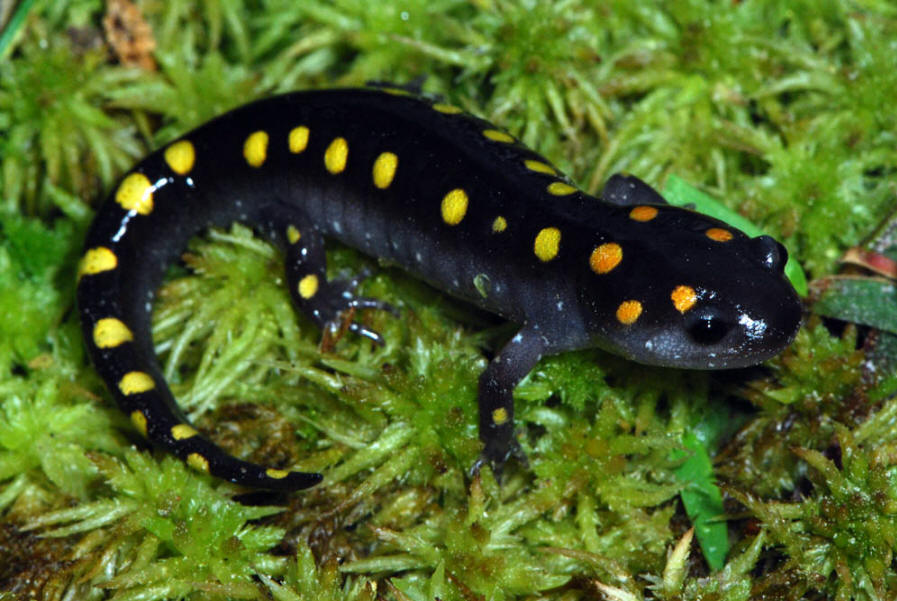 The Yellow-Spotted Salamander (Ambystoma maculatum) Care and Info – Crazy  Plants Crazy Critters