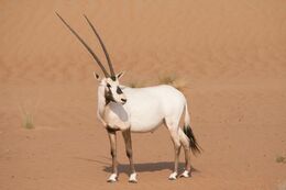 Arabian-oryx