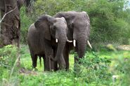 Elephant Pair