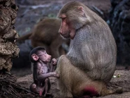 Mother Baboon with Baby