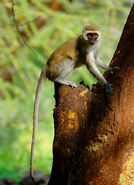 Vervet Monkey in Tree