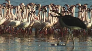 Marabou Stork Approaching flock of Flamingoes