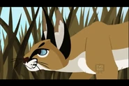 Caracal (Wild Kratts).png (536 KB) Wild Kratts