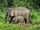 Borneo Pygmy Elephant