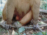 Stump-Tailed Macaque