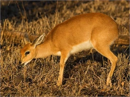 26404d9619dea1dc10b7627571cbe7d0