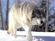 Gray Wolf Prowling through Snow