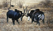 Artist rendering of 2 male Sable Antelope Head-Butting