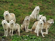 Arctic Wolf Pack