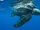 Leatherback Sea Turtle