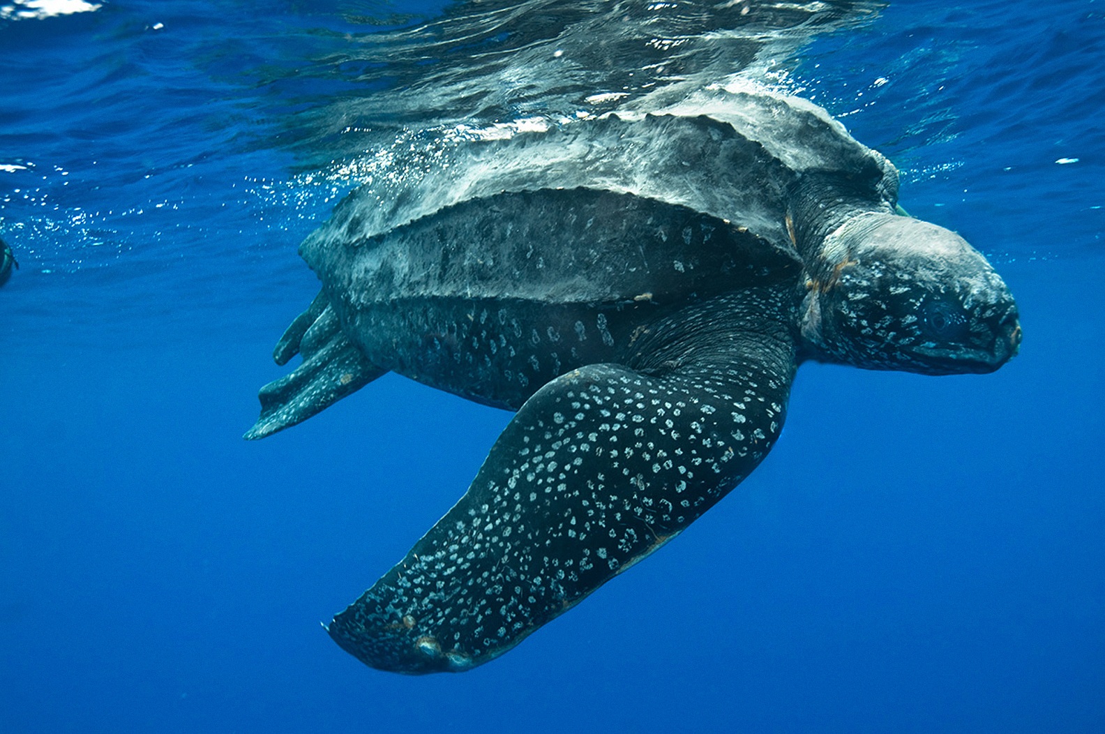 leatherback sea turtle eating plastic bags