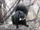 Grey Squirrel