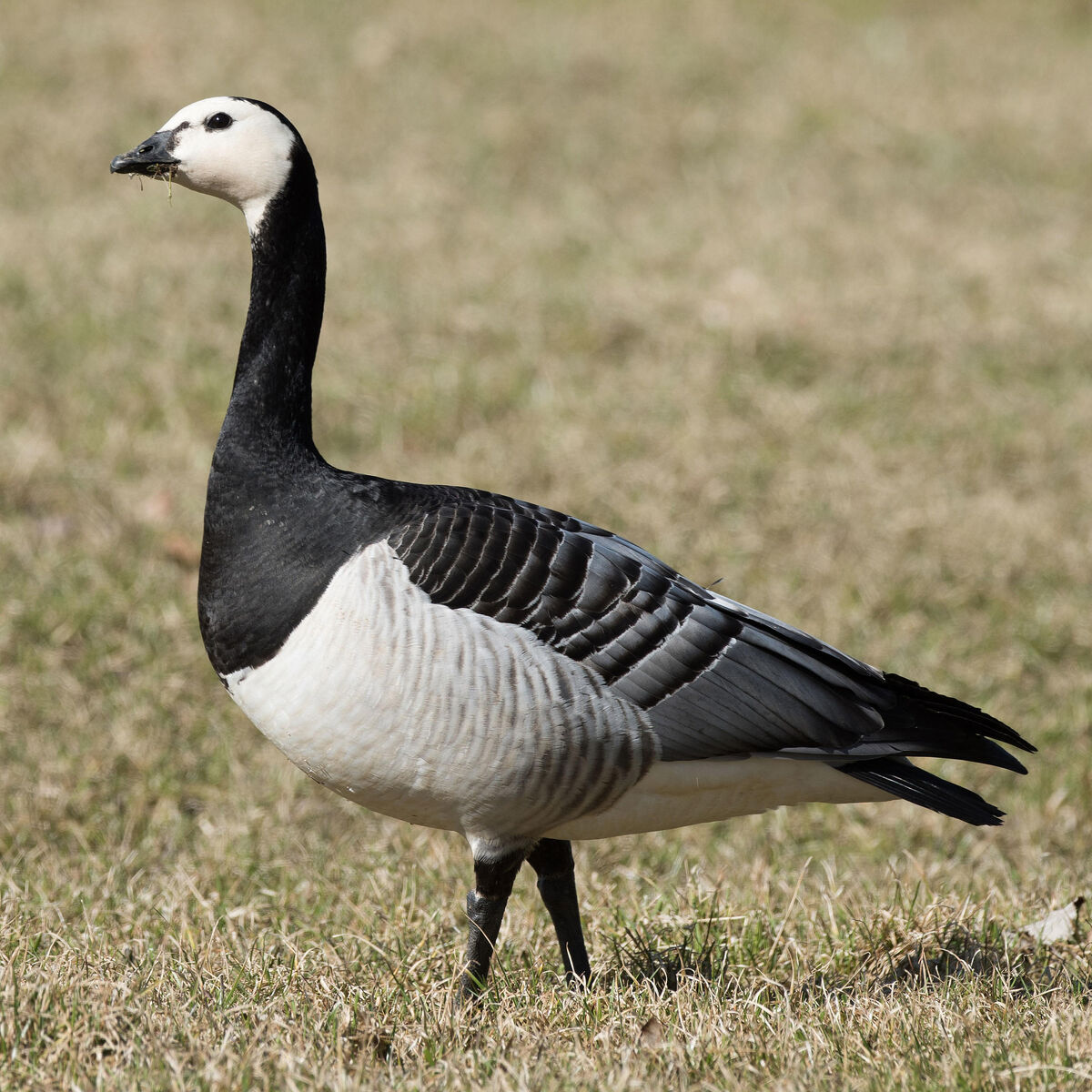 Barnacle Goose | Creatures of the World Wikia | Fandom