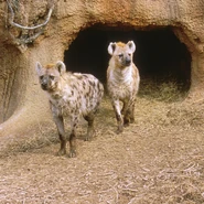 2 Spotted Hyenas at the St. Louis Zoo, Missouri