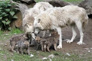 Arctic Wolf Family