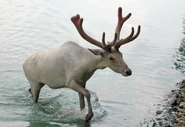 Caribou from Wagon Trails.jpg (759 KB) Albino Caribou