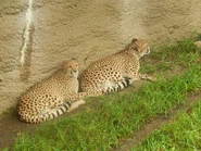 2 Female Cheetahs at the Indianapolis Zoo