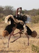 2 Male Ostriches Fighting