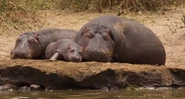 Hippo family.jpg (463 KB) Hippo Family Resting