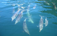 Dolphin Pod