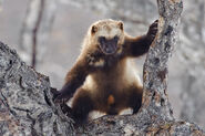 Wolverine in Tree